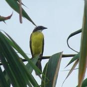 Rusty-margined Flycatcher